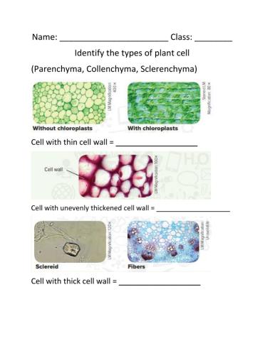 Types of plant cell