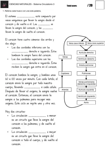 CIENCIAS NATURALES - Sistema Circulatorio