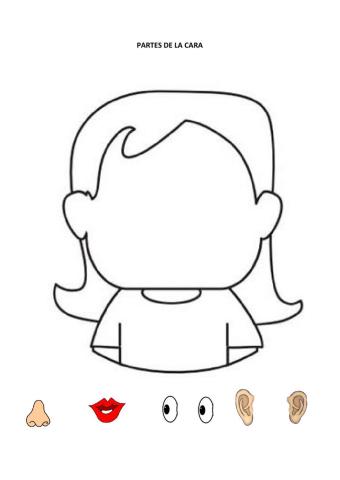 Partes de la cara