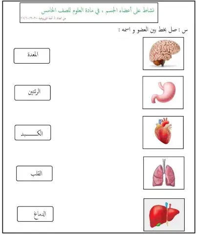 أعضاء الجسم