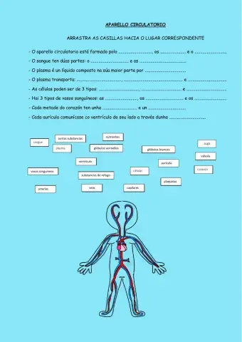 Aparello circulatorio