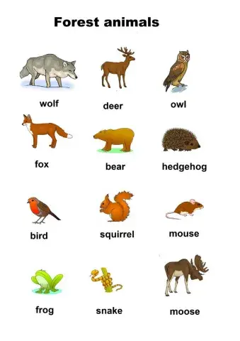 Forest animals