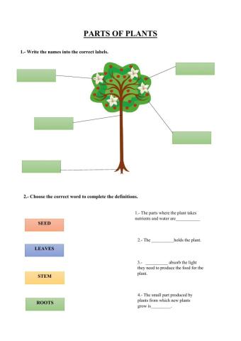Parts of plants