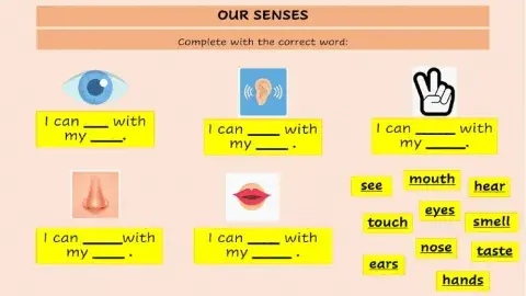Our Senses