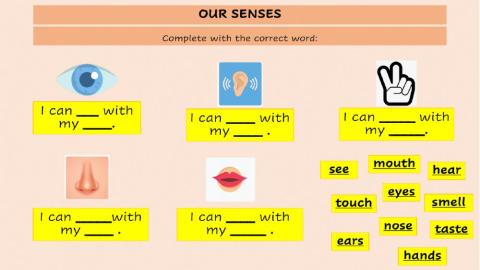 Our Senses