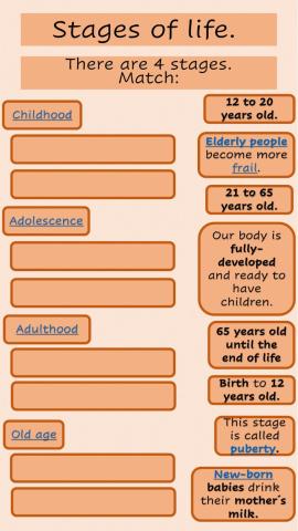 Stages of life