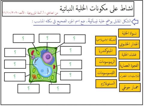 الخلية النباتية