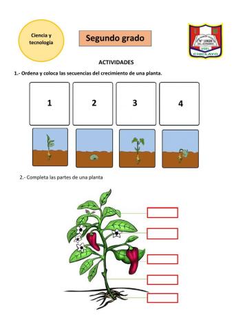 Las plantas