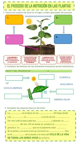 La nutrición en las plantas. Fases y elementos necesarios.