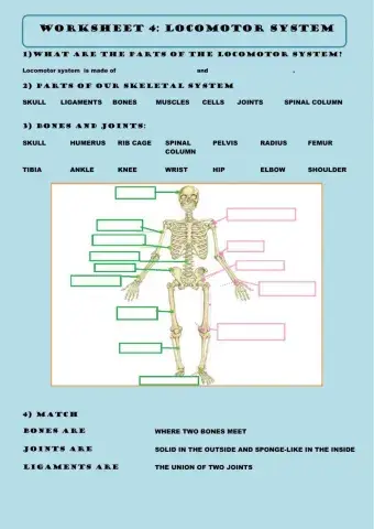 Worksheet 4 locomotor system
