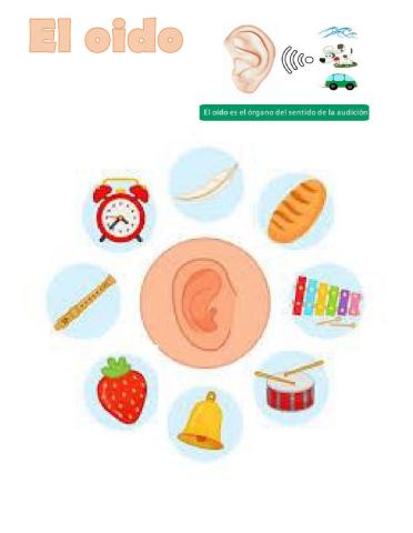 El oido