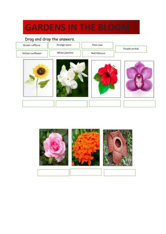 GARDENS IN THE BLOOM