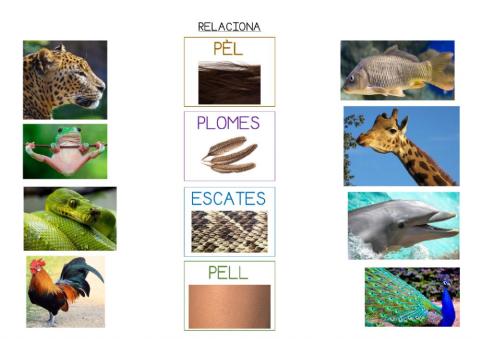 Pèl-Plomes-Escates-Pell