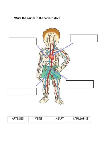 Circulatory system