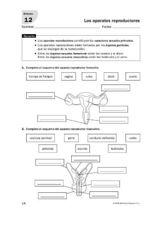 Sistema reproductor femenino y masculino