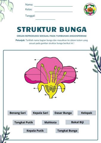 Struktur dan fungsi bunga