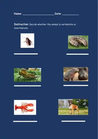 Vertebrates and Invertebrates
