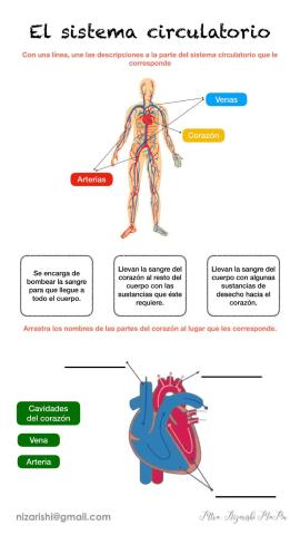 El Sistema Circulatorio