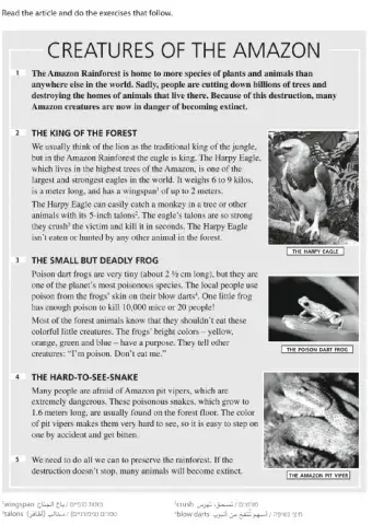 Animals in the Rainforest