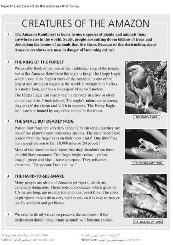 Animals in the Rainforest