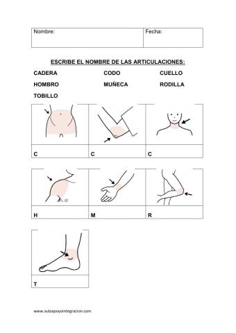 Articulaciones