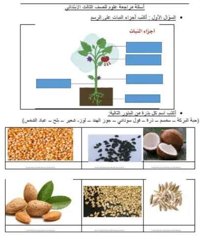اجزاء النبات