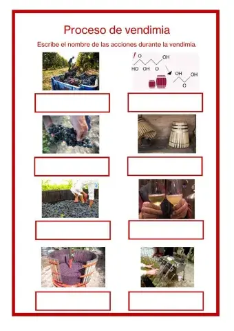 Proceso de vendimia