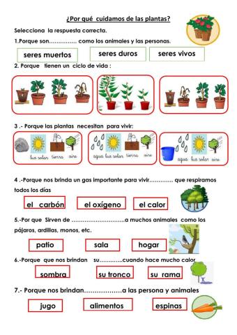 ¿por que cuidamos  de las plantas?