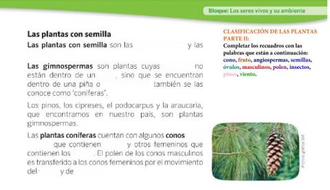 Clasificación de las plantas parte 2