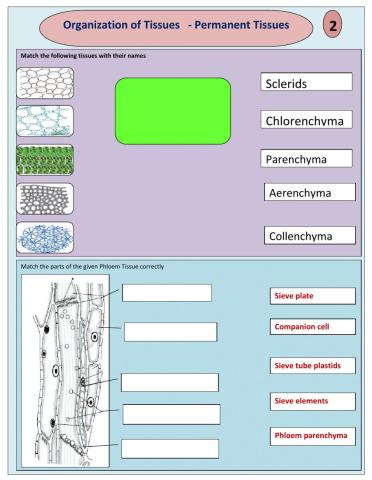 Organization of Tisssues