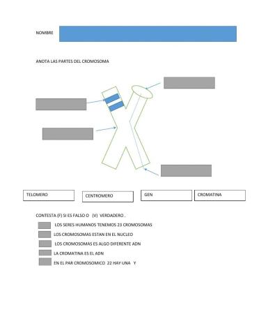 Partes del cromosoma