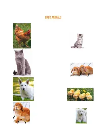 Baby animals
