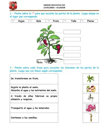 Partes de las plantas
