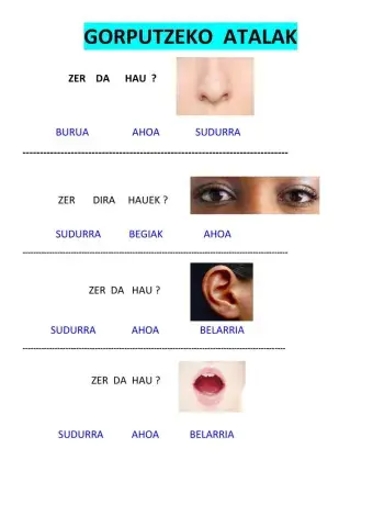 Gorputzeko atalak 1 (hh4)