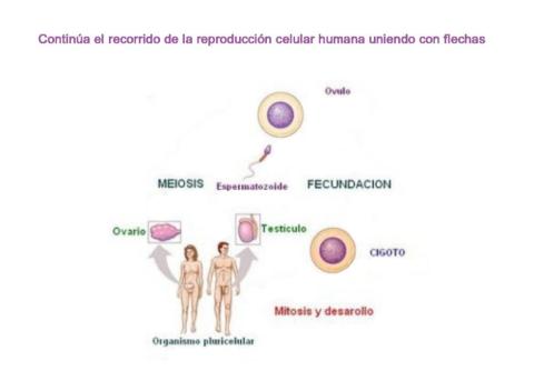 Reproducción celular humana