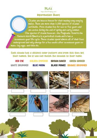 Searching for Cicada - Cicada Information Sheet