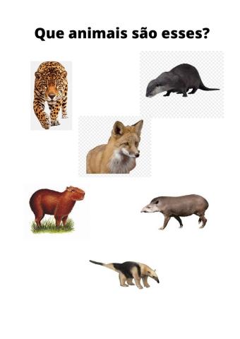 Que animais são esses