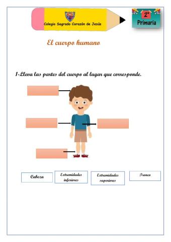 Las partes del cuerpo humano