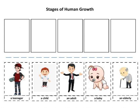 Stages of Human Growth