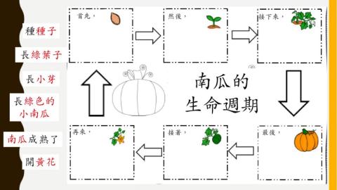 《南瓜的生命週期》