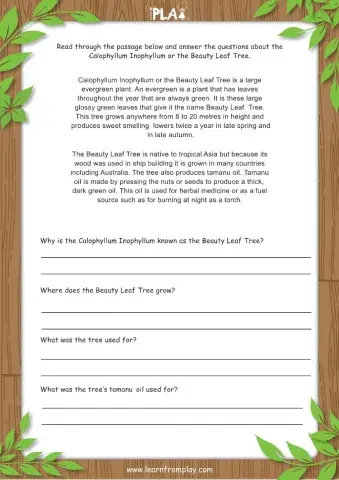 Beauty - The Beauty Leaf Tree