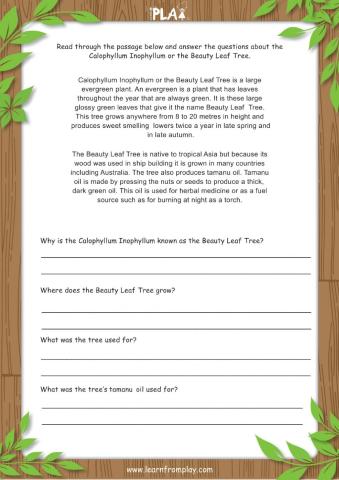 Beauty - The Beauty Leaf Tree