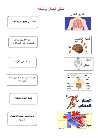 اجهزة الجسم