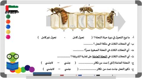 التكاثر عند النحل - الصف الخامس