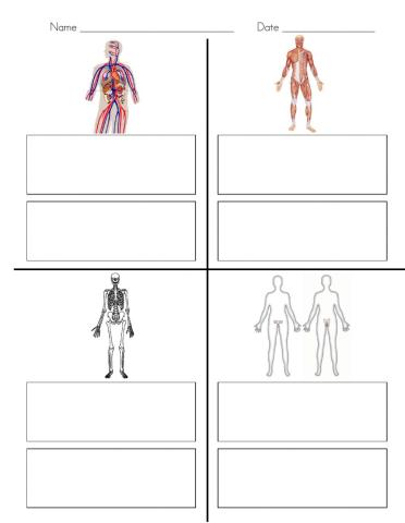 Human Body Systems Matching