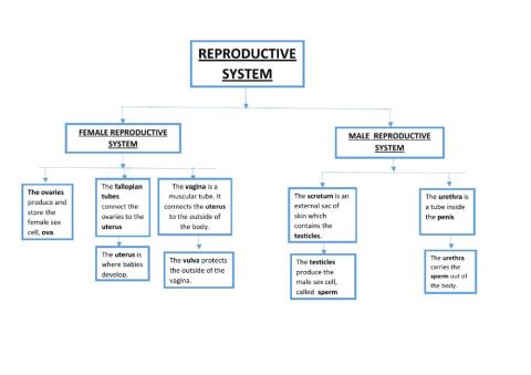 Reproductive System scheme