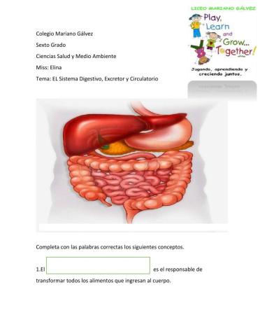El Sistema Digestivo y Circulatorio