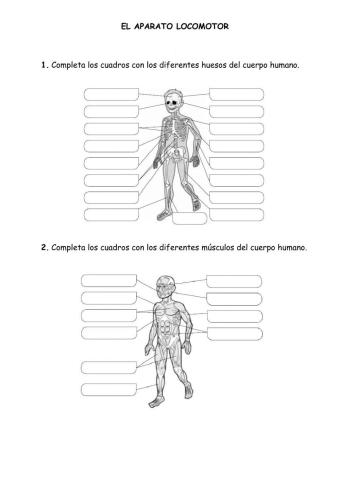 Huesos y músculos del cuerpo humano