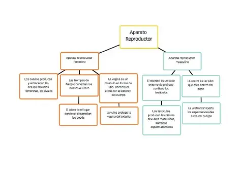 Aparato Reproductor Esquema