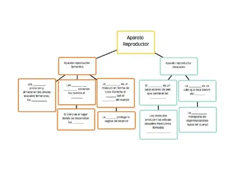 Aparato reproductor Completar